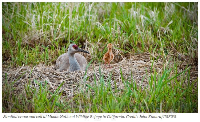 3. Modoc National Wildlife Refuge: Wigeon Pond Trail